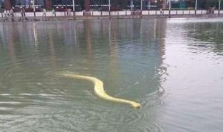为什么会有蛇 蛇为什么会游泳